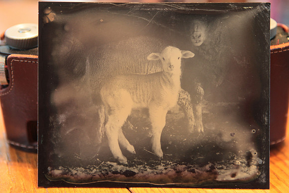 Lamb