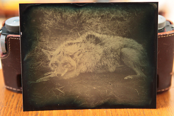 Coyote -SOLD!