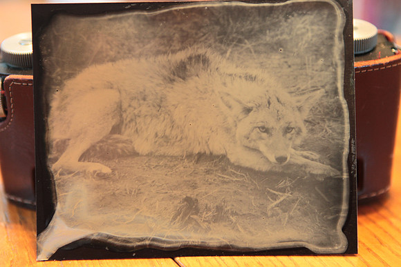 Coyote II