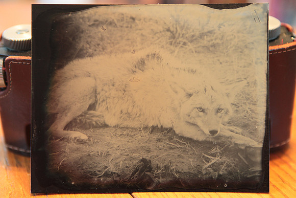 Coyote III